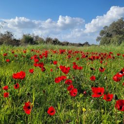 BUSINESS AND PLEASURE | סיכום שבועי: תעשיית התיירות מתעוררת ב-IMTM והסאקורה פורחת בירושלים והכלניות בדרום אדום
